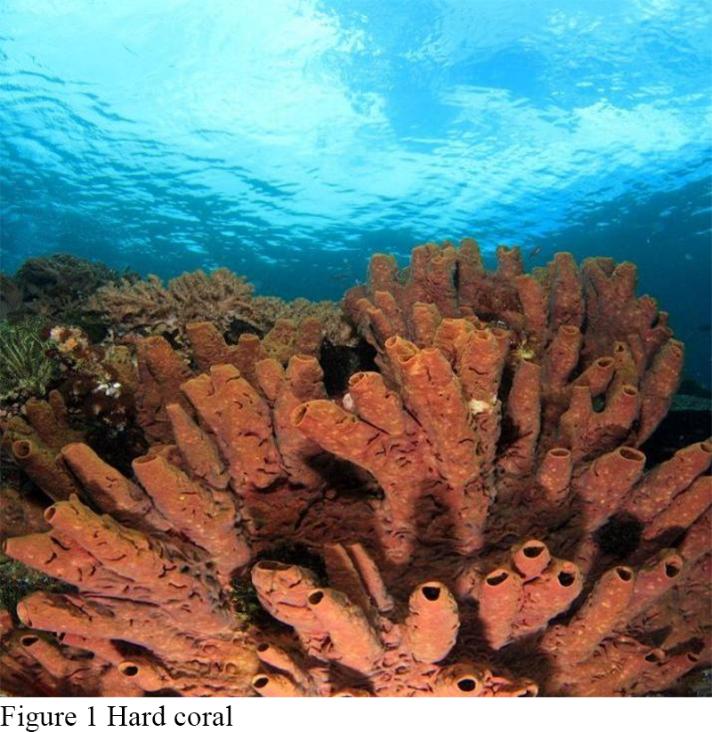 Biochemical Adaptability of the Relationship between Tropical Hard ...
