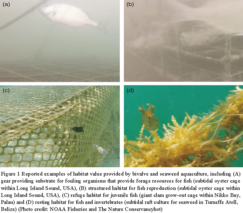 The Role of Shellfish Aquaculture in Coastal Habitat Restoration | Zhao ...