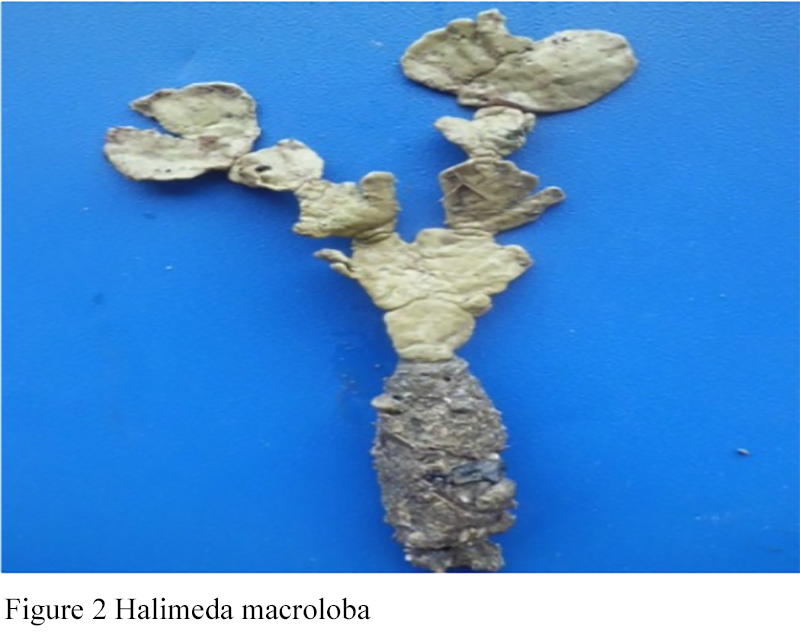 Potential Bioactive Compound Seaweed Halimeda micronesica and Halimeda ...