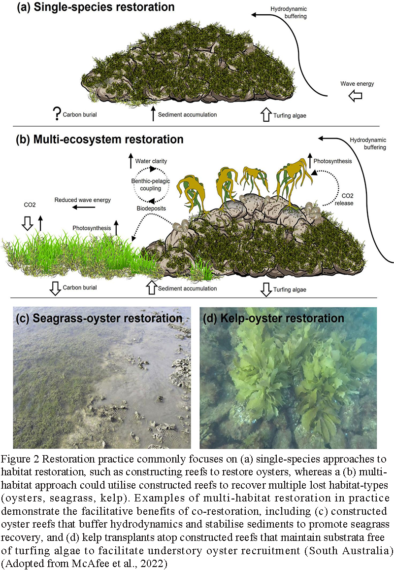 The Role of Shellfish Aquaculture in Coastal Habitat Restoration | Zhao ...