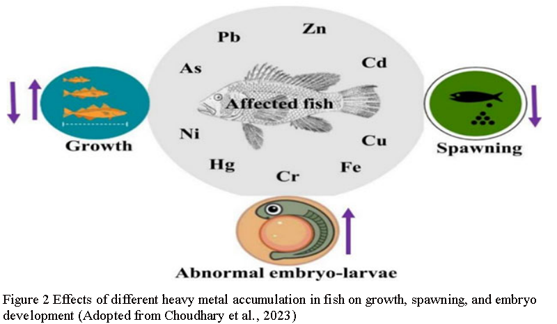 Toxicological Studies of Fish and Fish Cells in Vitro and in Vivo ...