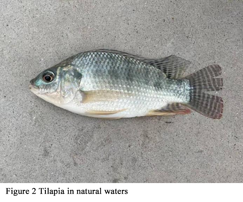Genetic Analysis of Tilapia Strainsin Different Continents: Tracing ...