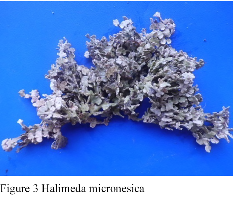 Potential Bioactive Compound Seaweed Halimeda micronesica and Halimeda ...