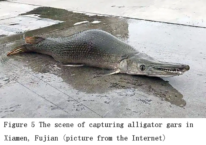The Invasion of the Alien Species Alligator Gar ( Atractosteus spatula ...