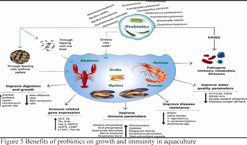 Unwinding the Potential of Probiotics in Aquaculture | Gudipati ...