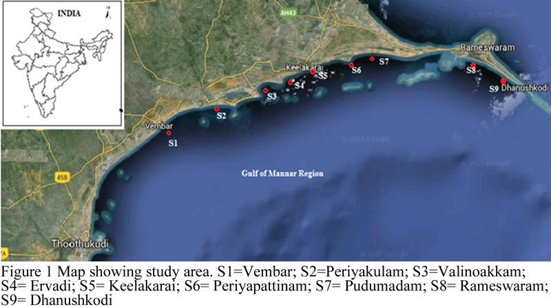 Abundance and Diversity of Zooplankton along the Gulf of Mannar Region ...